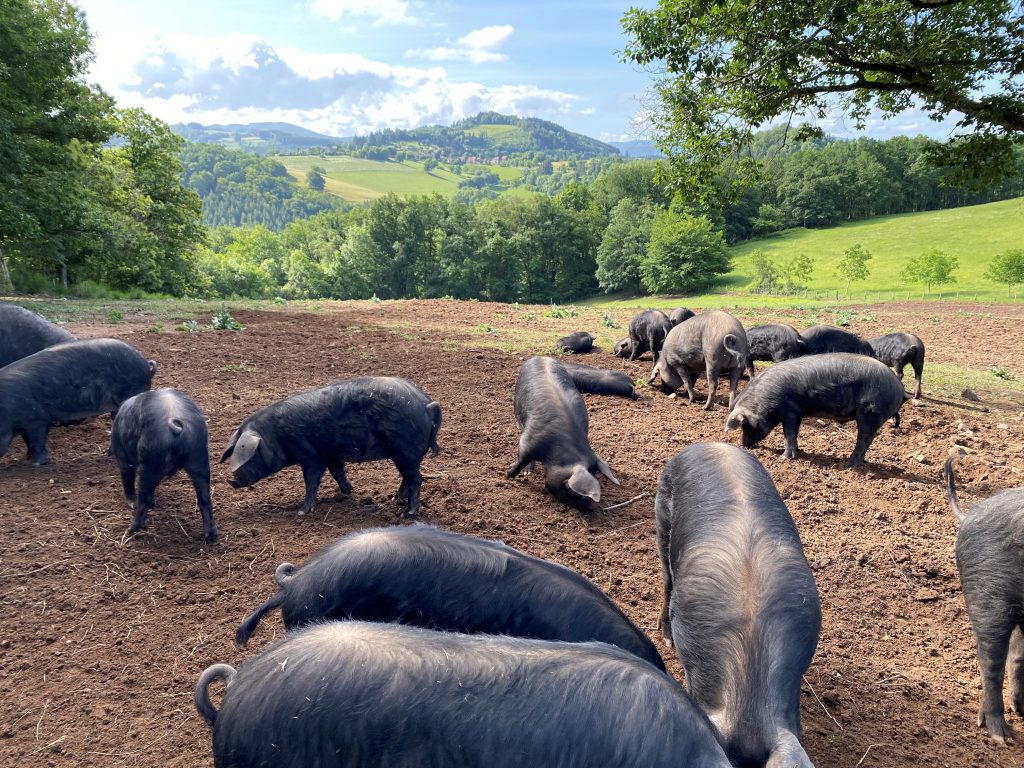Porcs Gascon de La Chalay